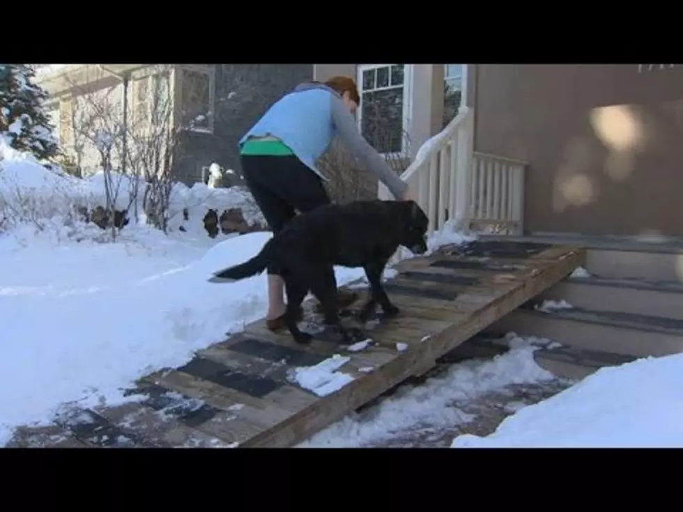 Today Show:  A CO Mailman Built a Ramp So a 14-Year-Old Dog Could Get Outside [Video]