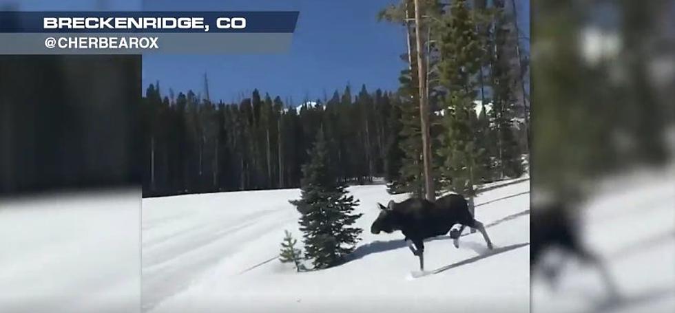 Snowboarders Filmed a Moose Tearing Butt Down a Ski Run at Breck [Video]
