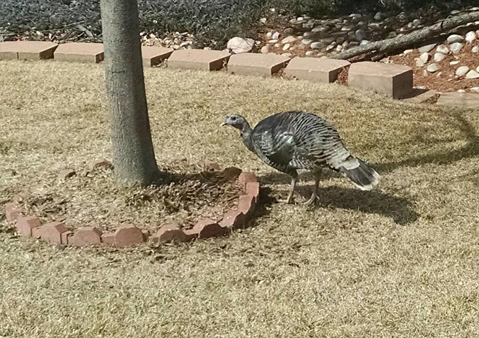Wild Turkey Sightings in Northern Colorado Neighborhoods