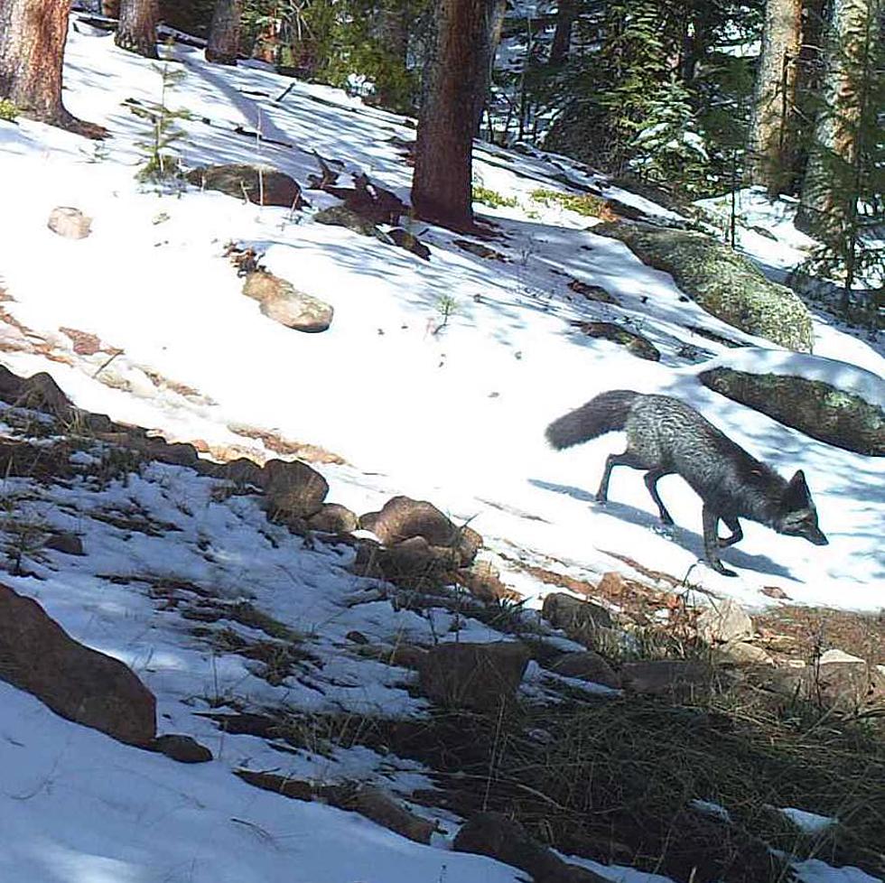 Silver Fox Spotted in a Colorado Park