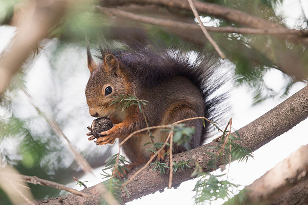 Loveland: No Feeding Squirrels