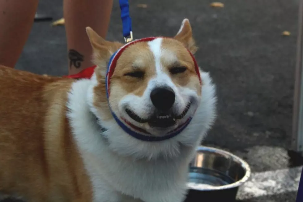 Tour de Corgi 2017 Returns to Civic Center Park in Fort Collins This Fall