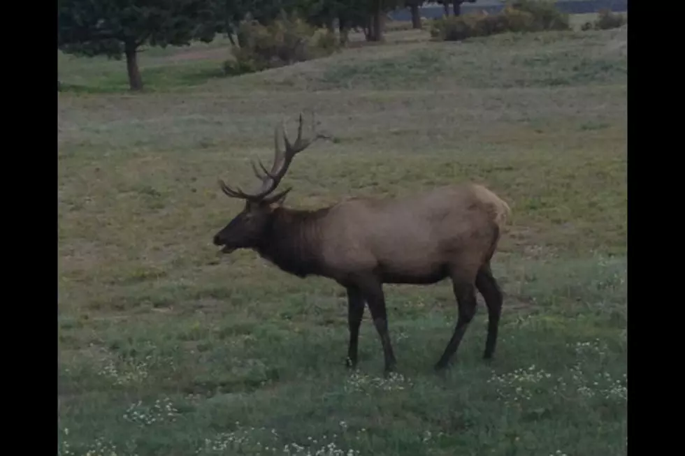 Bull Elk Gets Put Down After Charging Two Women in Estes Park