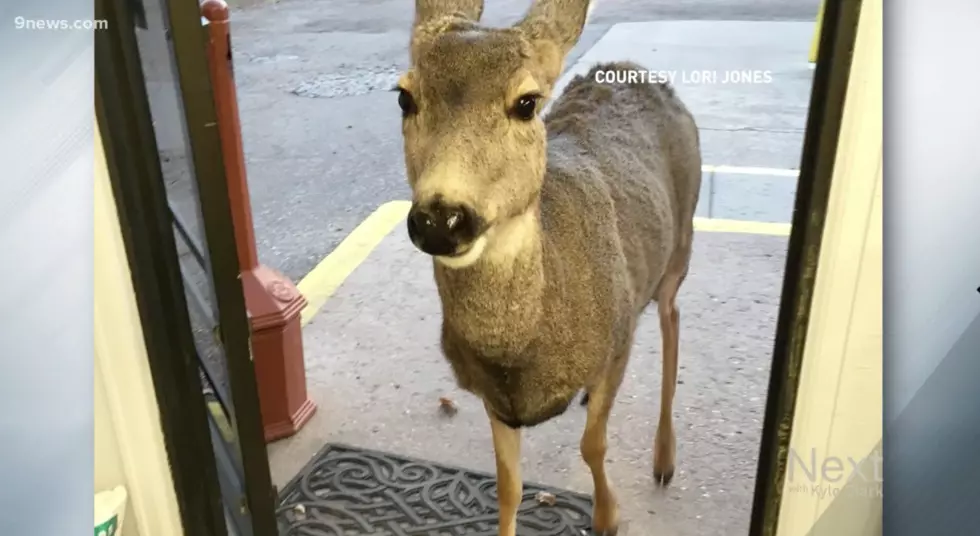 Doe, a Deer, a Shopping Deer at a Fort Collins Store