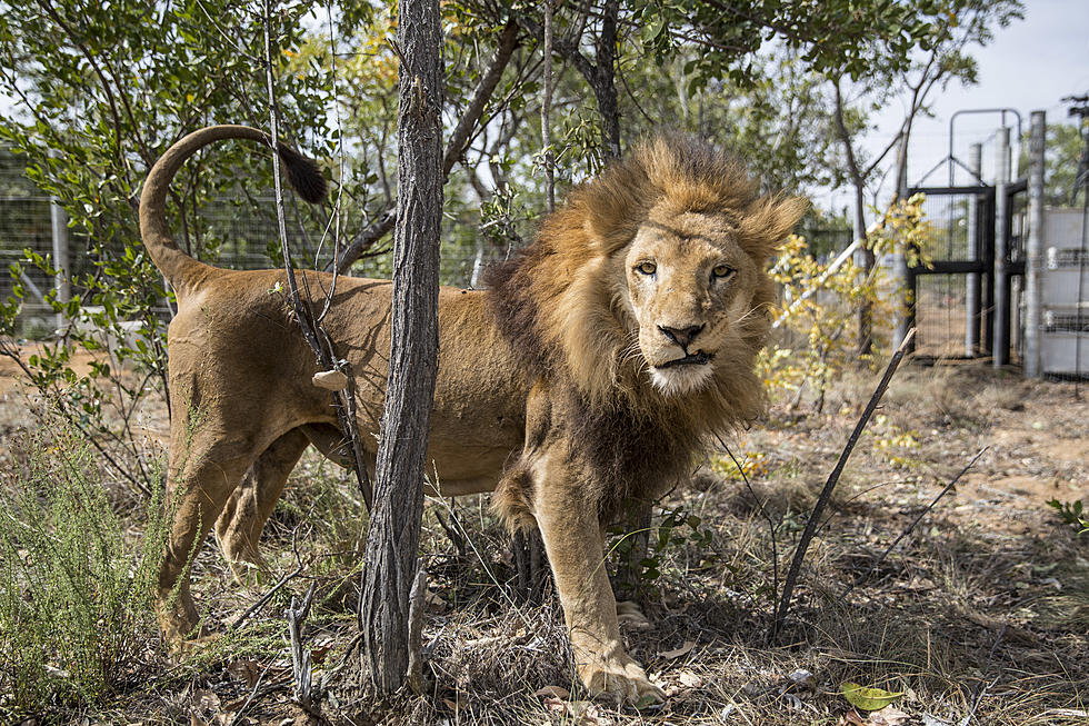 Colorado’s New 9000-Acre Wild Animal Sanctuary