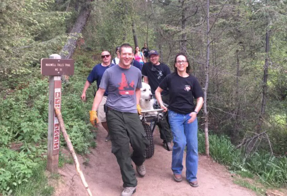 The Internet Is Going Nuts For Kato, the ‘Fluffy Dog’ Rescued in Colorado