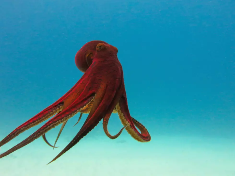 Say What?!  Octopuses Found at Boyd Lake