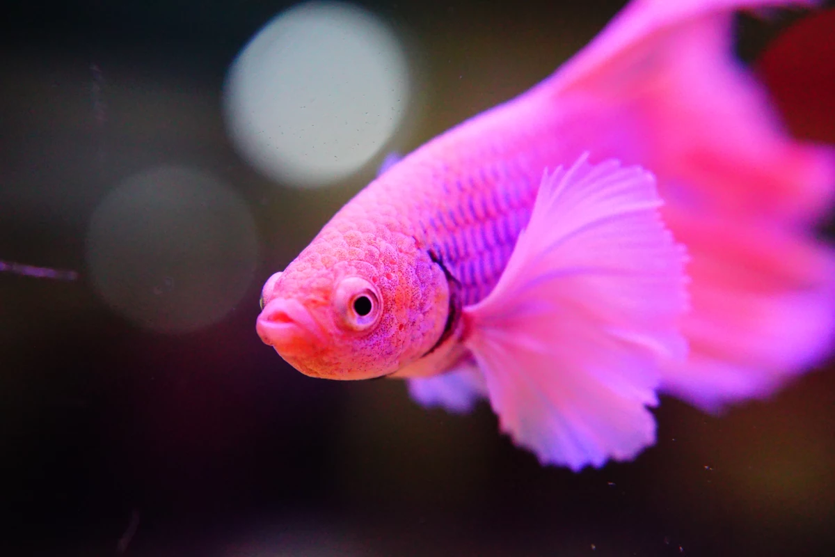 Розовые рыбки аквариумные. Домашние рыбки. Бойцовые рыбки. Красивые розовые рыбы. Сине розовая рыбка.