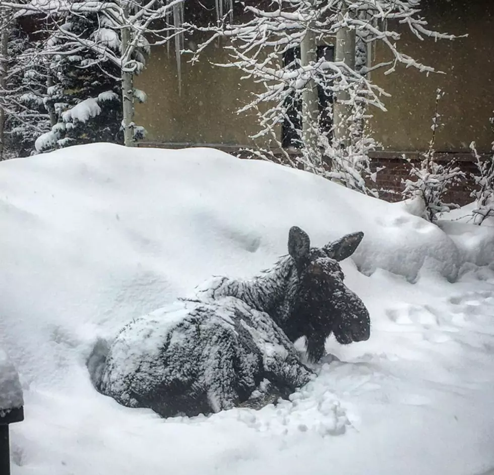 Moose Prevents Colorado Library From Opening, No One Gives Him Muffin