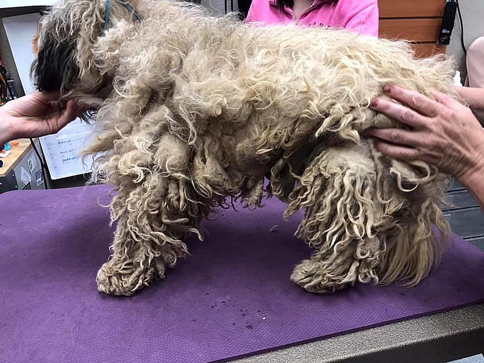 Loveland Groomer Gives Homeless Dog a Second Chance at Life