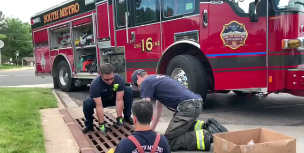 WATCH: Colorado Firefighters Rescue Baby Ducks Using YouTube