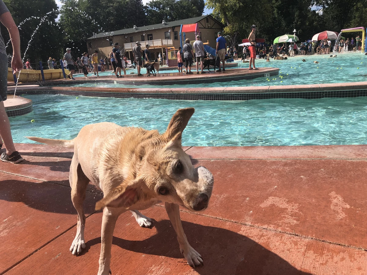 Our Fave Pooch Pics From Fort Collins Pooch Plunge [PHOTOS]