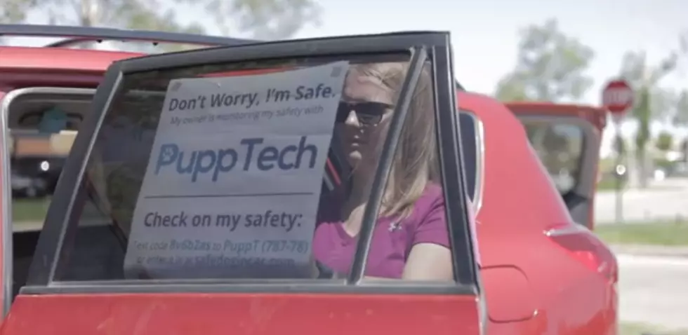 PuppTech: Colorado-Made Device Prevents Dogs From Dying in Hot Cars