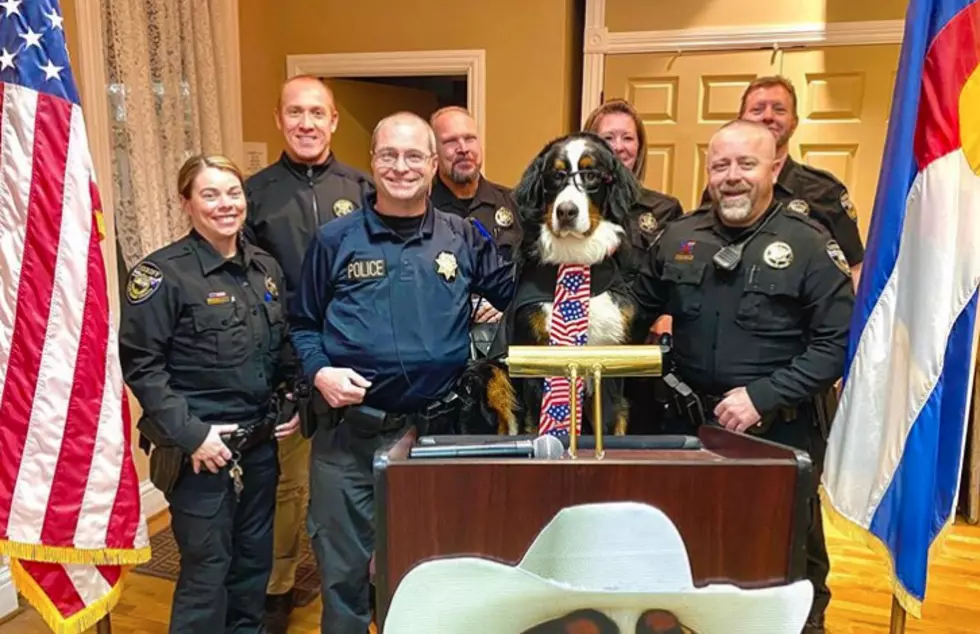 DOG BLOG: Colorado Ski Town Swears in Dog as Mayor