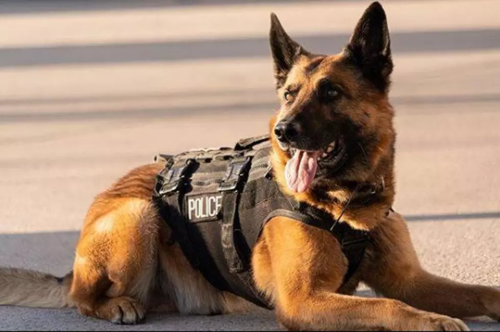 PHOTOS: Meet Northern Colorado&#8217;s Dogs of Law Enforcement