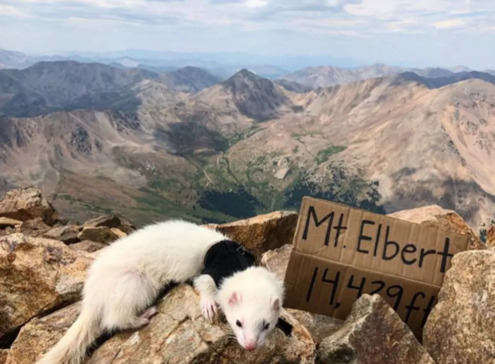 This Ferret Hikes Fourteeners So We Don’t Have To