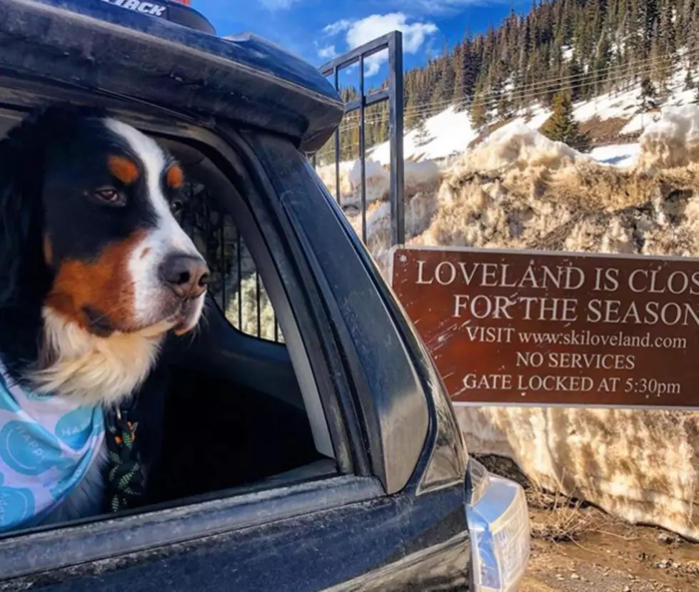Colorado’s Dog Mayor Is Mad That People Aren’t Staying Home