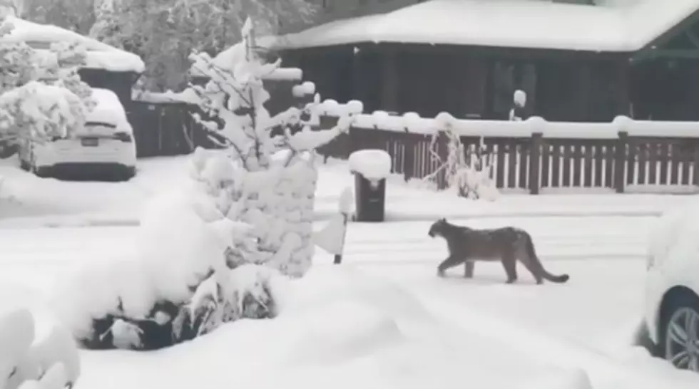 Mountain Lions Roam Empty Boulder Streets During Snowstorm