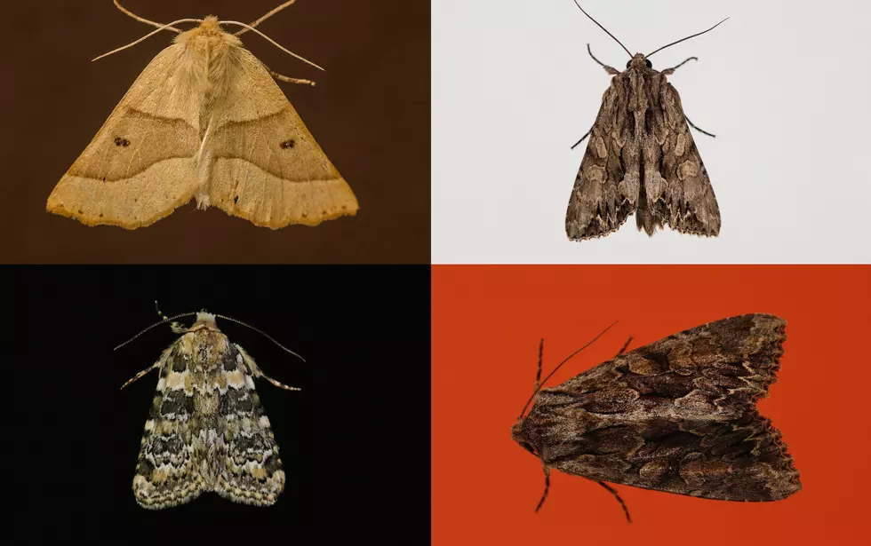CSU: Fort Collins Will Have ‘an abundance’ of Miller Moths This Summer