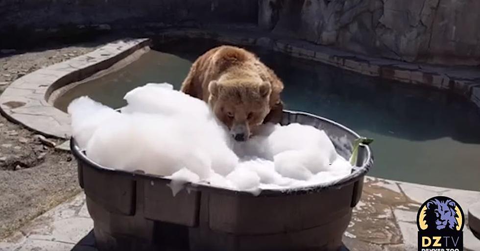 Do Bears Take Bubble Baths in the Woods? No, But in Denver They Do