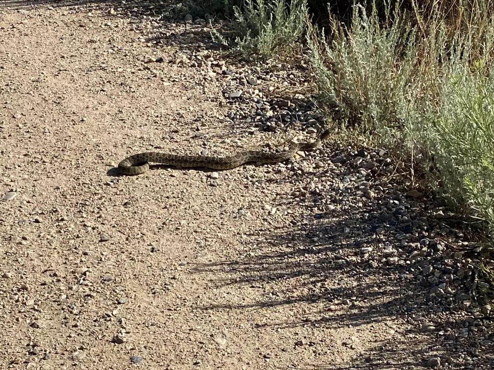 Rattlesnake Activity Up in Lory State Park, What to Do If You See One