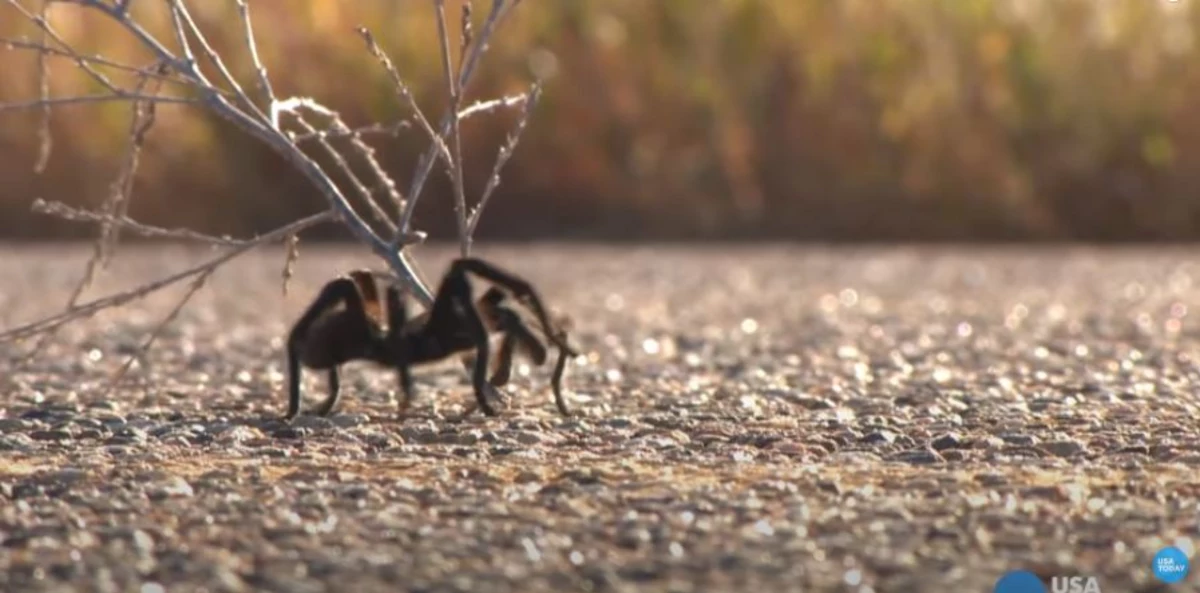 VIDEO See What Colorado's Tarantula Migration Looks Like