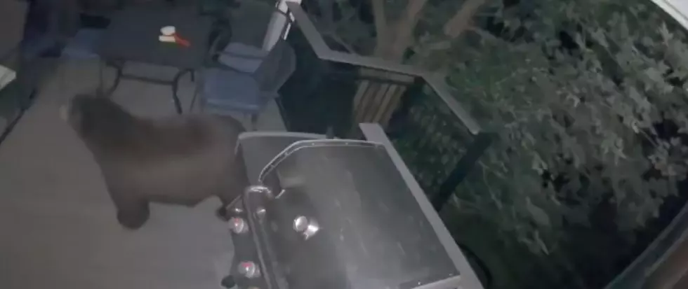 Video Shows Bear Snooping Around Second-Story Patio Because Yes, They Can Do That