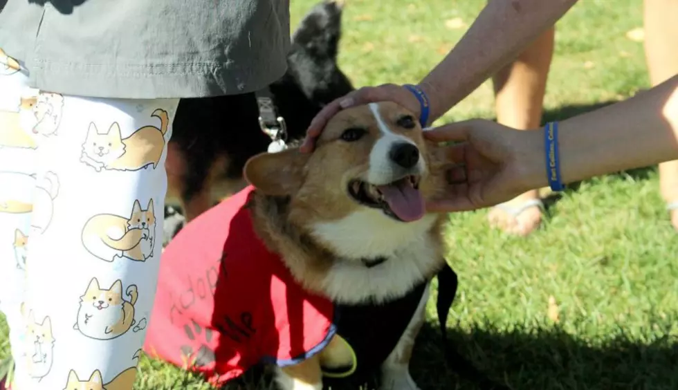 Fort Collins Tour De Corgi Is Online This Year, Here’s How That Works