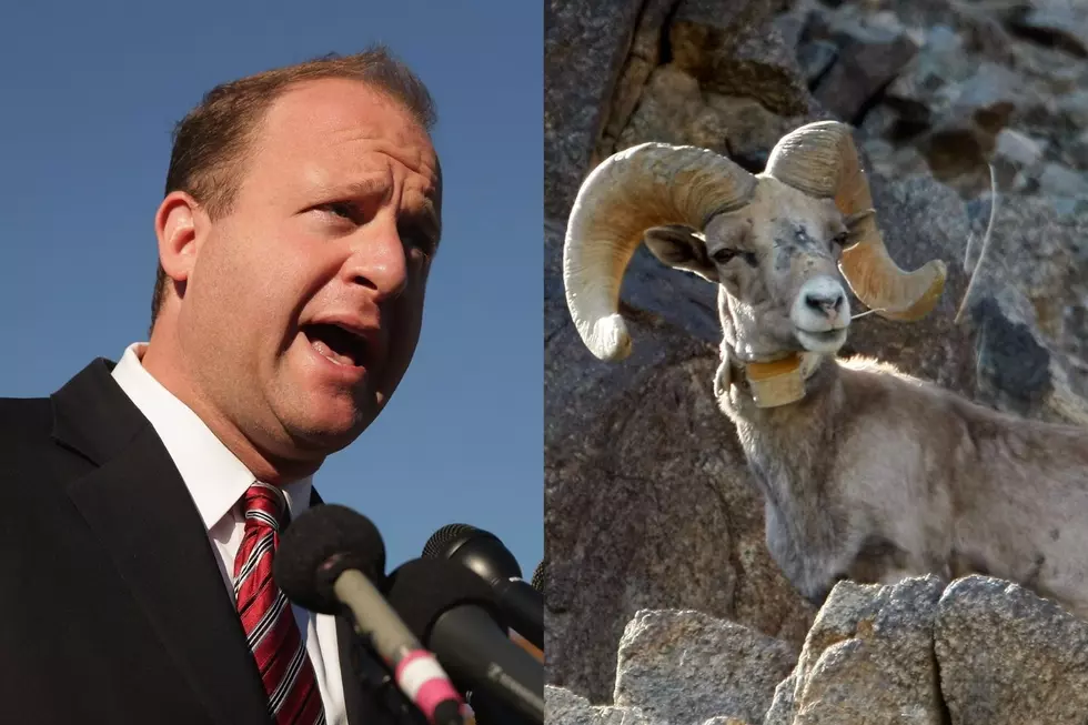 Polis&#8217; Truck Hit By Bighorn Sheep Before Speaking in Loveland