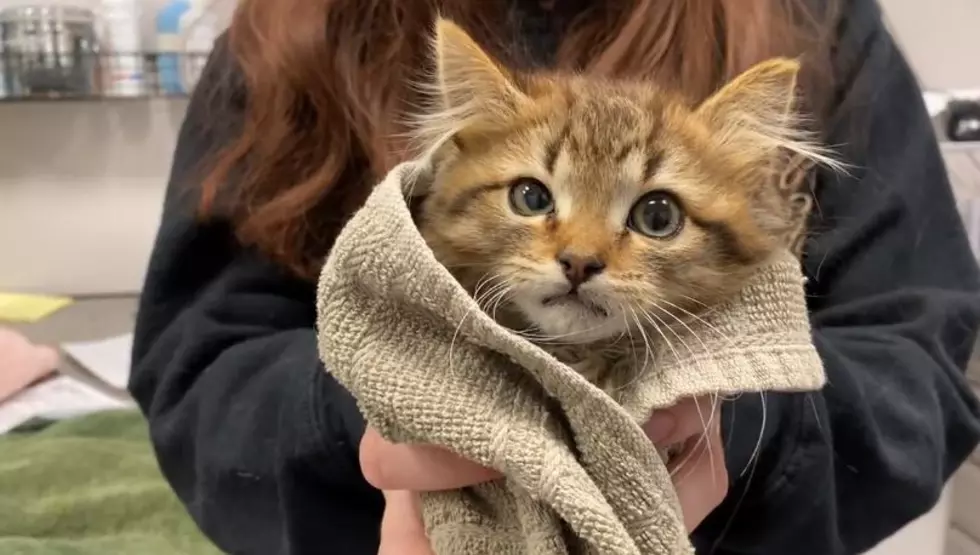Kitten Rescued After It Freezes to Truck in Colorado Snowstorm