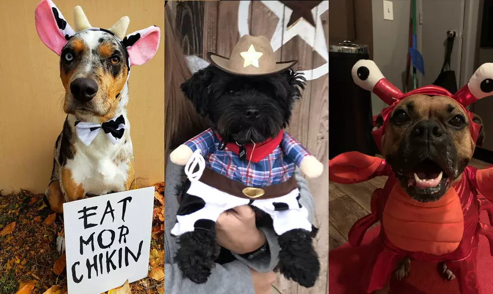 VOTE: My Dog Rox Best Costume 2020