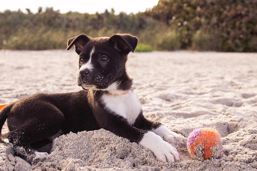 Townsquare Media’s My Dog Rox: Cutest Puppy Photo Contest