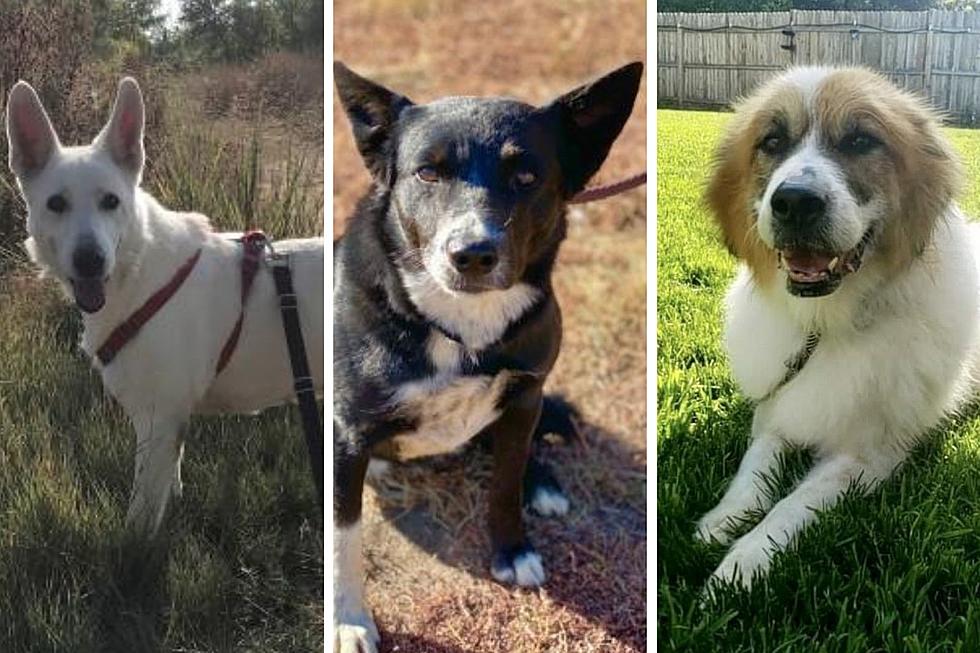 10 Older Dogs That Need Fur-Ever Homes in Northern Colorado