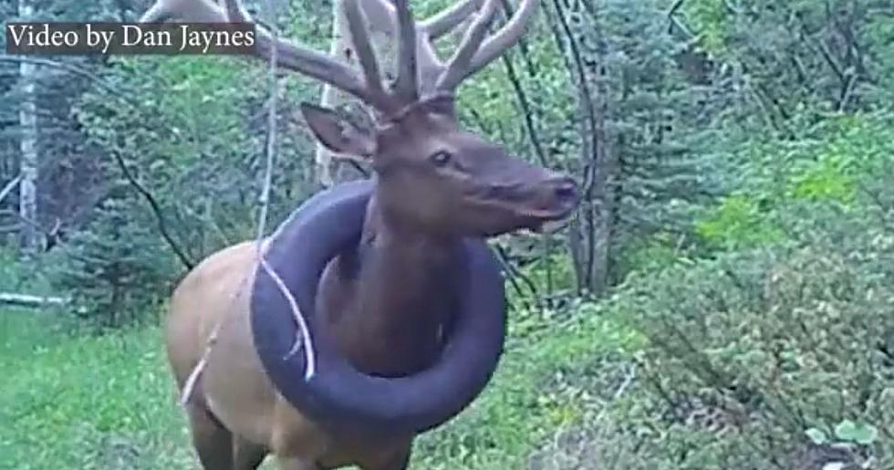 Elk Has Tire Removed From His Head After Being Stuck For 2 Years