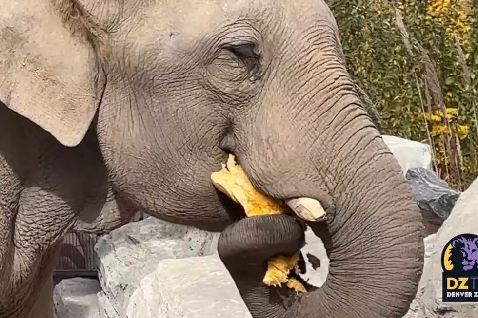 Watch a Giant Elephant Wolf Down a Huge Pumpkin for Halloween [Video]