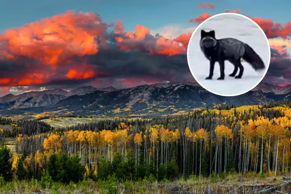 Nature Watch: Rare, Beautiful, Black-Colored Red Fox Spotted in Colorado