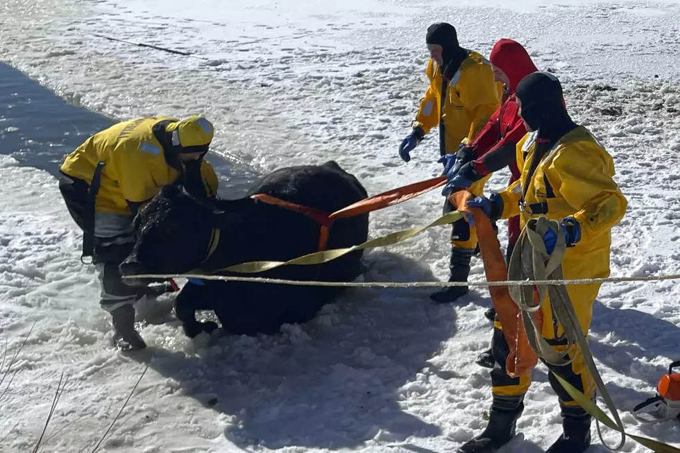 Moo-Yah: Cow Rescued After Falling Through Frozen Colorado Pond