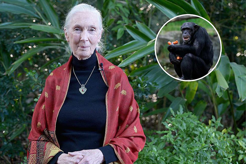 Jane Goodall Coming To Bellco Theatre in Denver, Colorado