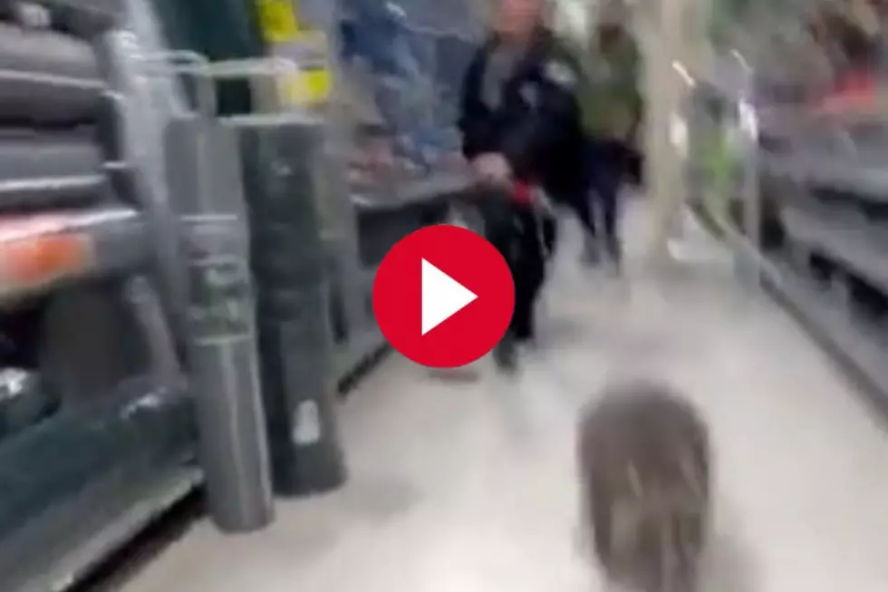 Wiley Racoon in Boulder Hardware Store Makes for Hilarious Video