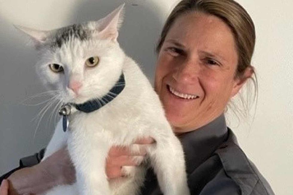 Colorado Animal Control Officers Touching Kitten Rescue Story