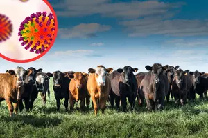 Dangerous Virus Has Been Found in Colorado Cows