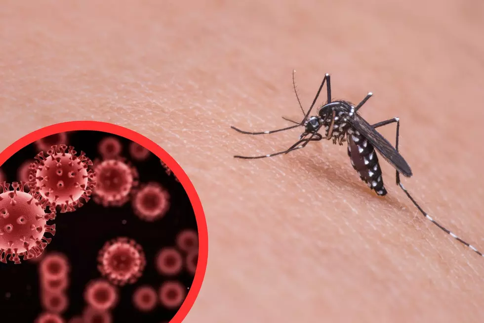 Watch Out: Mosquito Season Will Bring Scary Disease to Colorado
