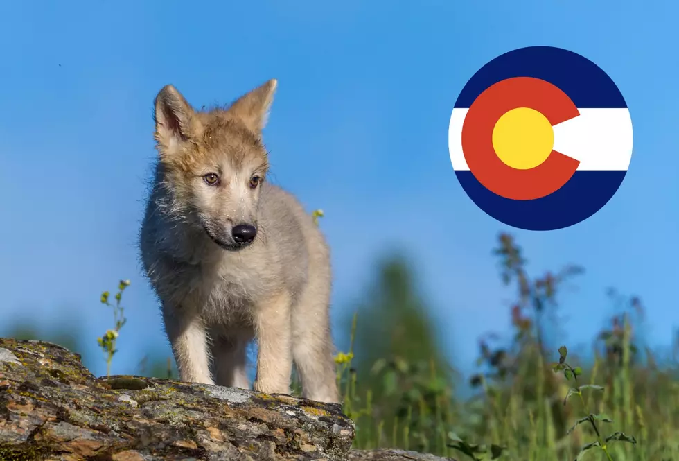The First Wolf Pup Has Been Found in Colorado