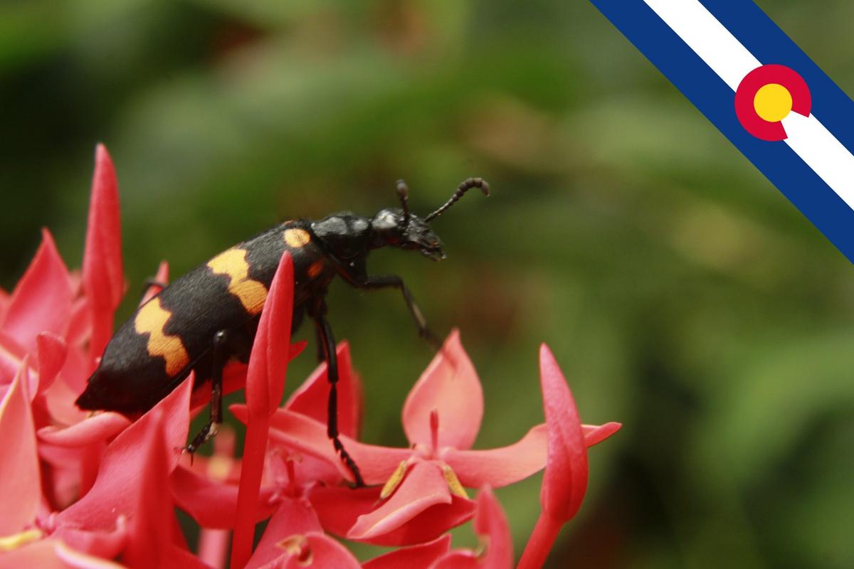 Colorao Insecto Painful Insect Could Be on Its Way In Colorado