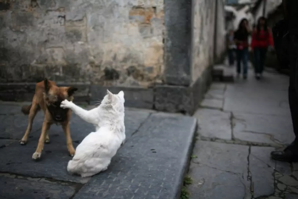 Want To See A Dog Fetch A Cat?