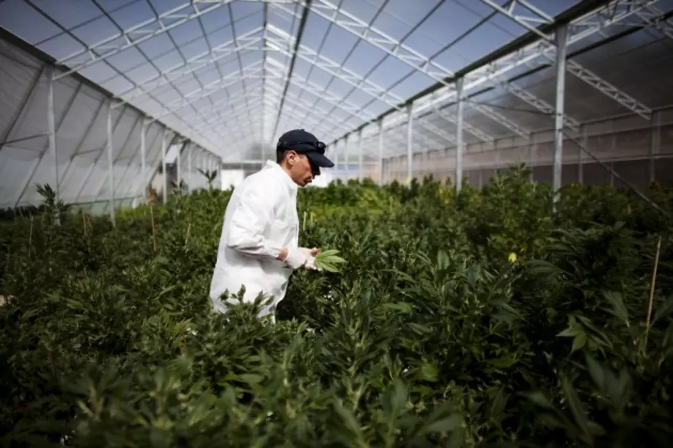 Marijuana Growers in Colorado will get no Help from the State’s Extension Office