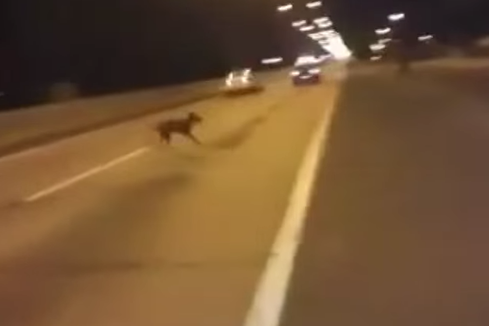 Can You Explain This Dog That Appears Out Of Nowhere? (VIDEO)