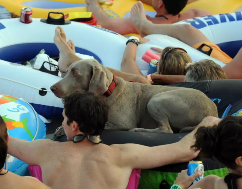 You Can Bring Your Puppy To The Pool In Palisade On September 7