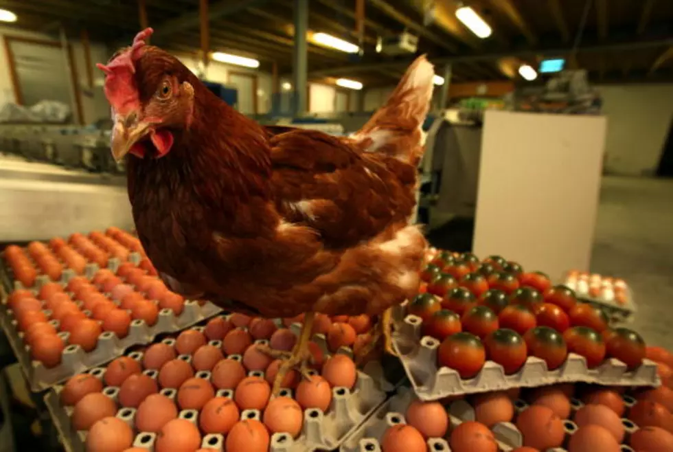 Chicken Farms In The Grand Valley Are Now A Thing