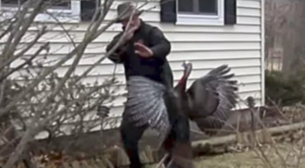 When Turkeys Attack (VIDEOS)